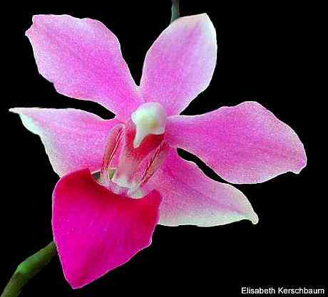 Doritis pulcherrima